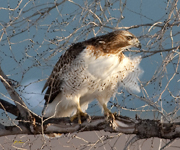 Red tailed Hawk